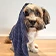 thumbnail dog covered by a towel